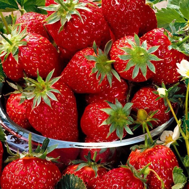 Земляника Сюзетта